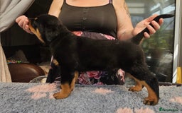 Rottweiler dogs for sale: Superb litter of dual purpose Rottweiler puppies. - Image 5