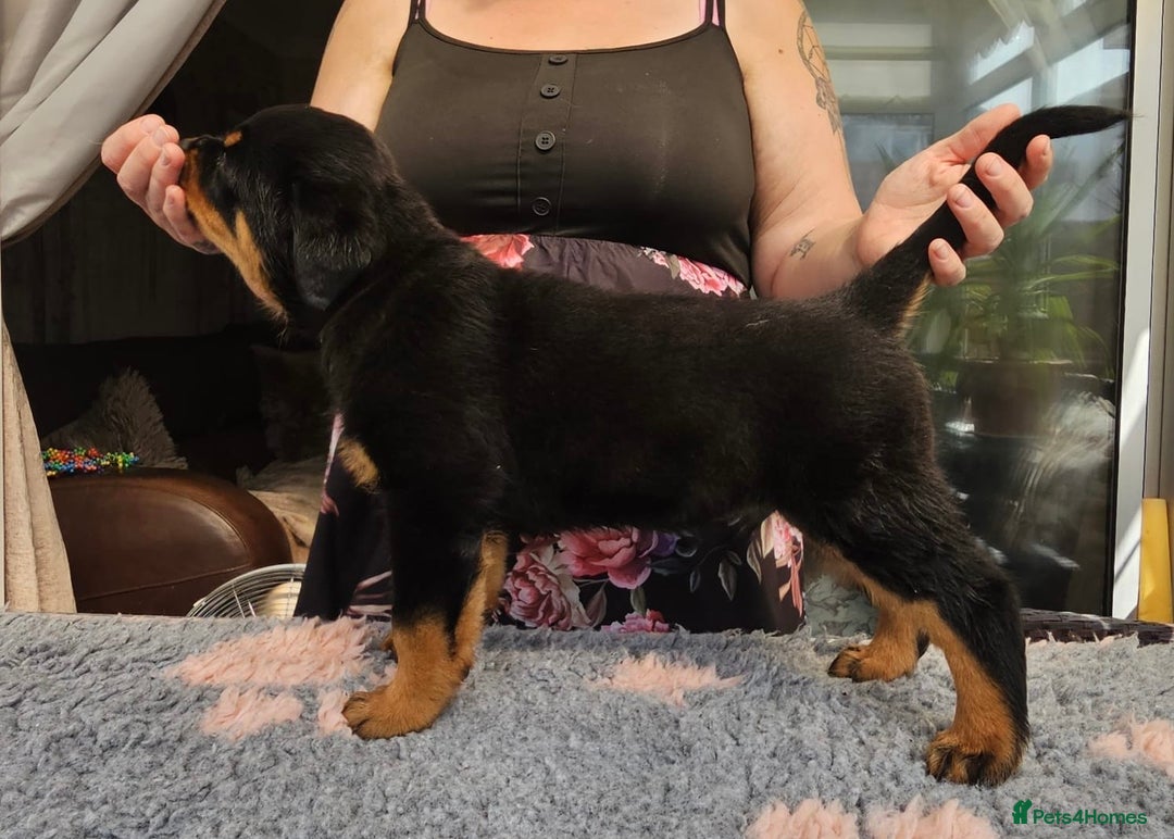 Rottweiler dogs for sale: Superb litter of dual purpose Rottweiler puppies. - Image 5