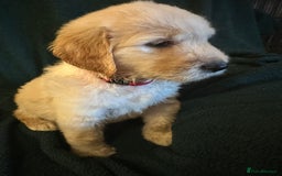 Goldendoodle dogs for sale: Goldendoodle Puppies – Ready Now, Don’t Miss Out! in Llanbrynmair - Image 16