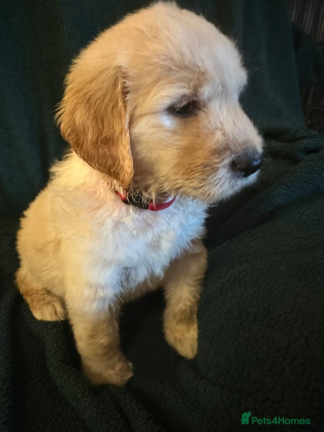 Goldendoodle dogs for sale: Goldendoodle Puppies – Ready Now, Don’t Miss Out! in Llanbrynmair - Image 16