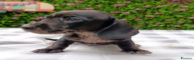 Miniature Dachshund 1