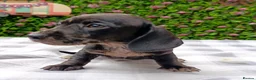 Miniature Dachshund dogs for sale: RAINBOW MINIS KC REG PRA CLEAR  - Advert 24