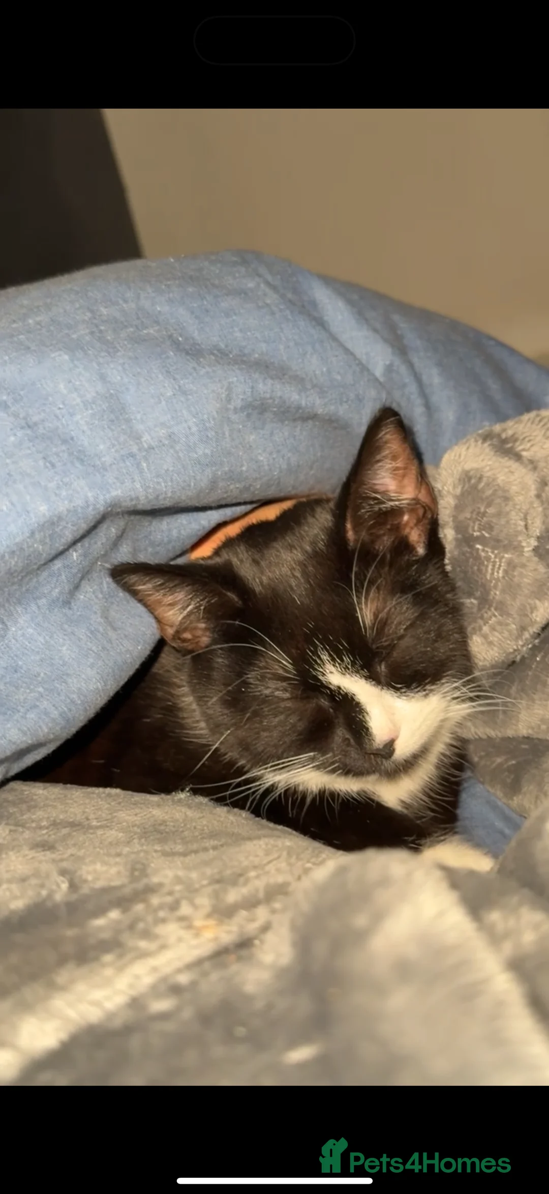 Bombay cats for sale:  NALA - Advert 5