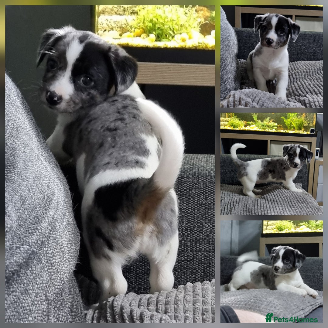 Jack Russell dogs for sale: Jack Russell Pups (ready 24th July) - Image 6