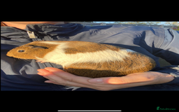Guinea Pig rodents for sale: 2 male Guiena pigs for sale - Image 3