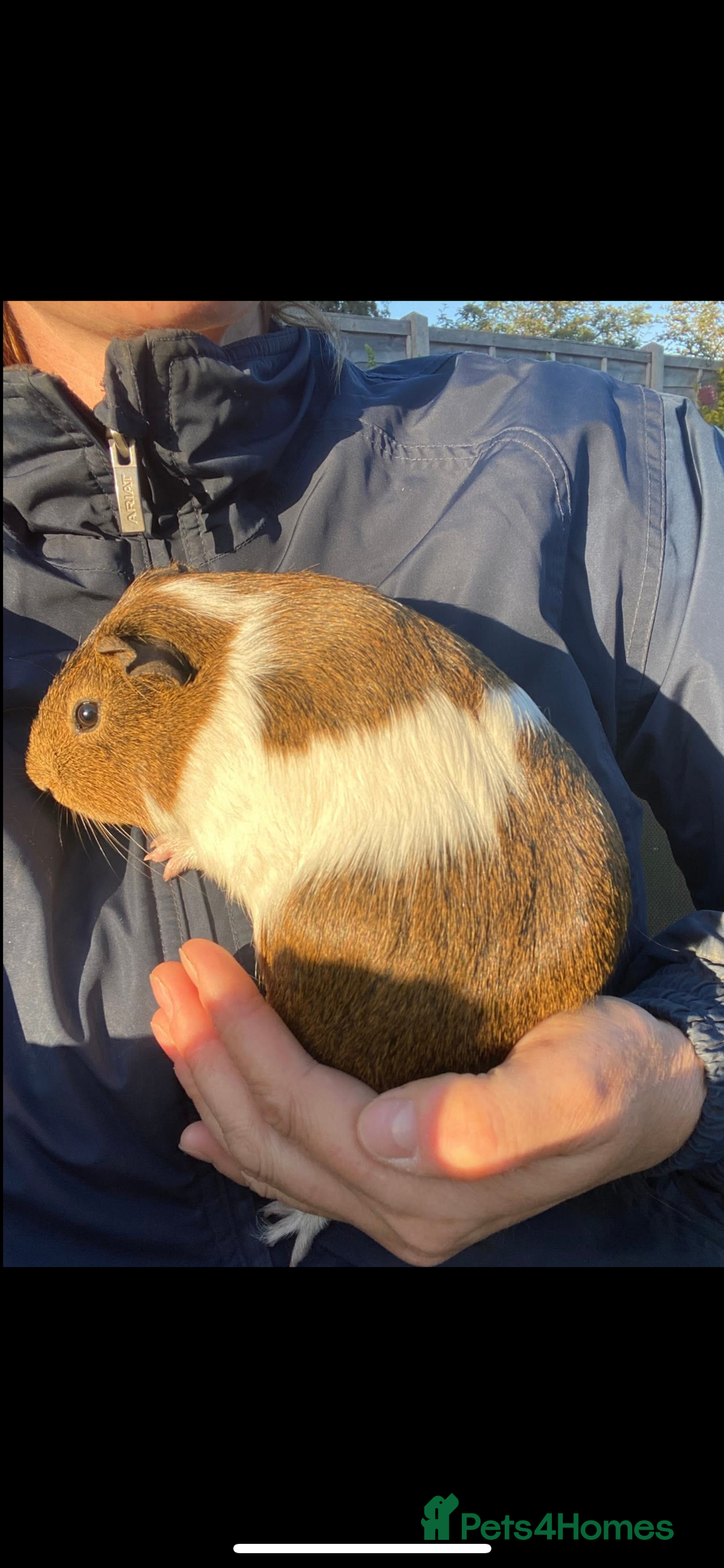Guinea Pig rodents for sale: 2 male Guiena pigs for sale - Image 3