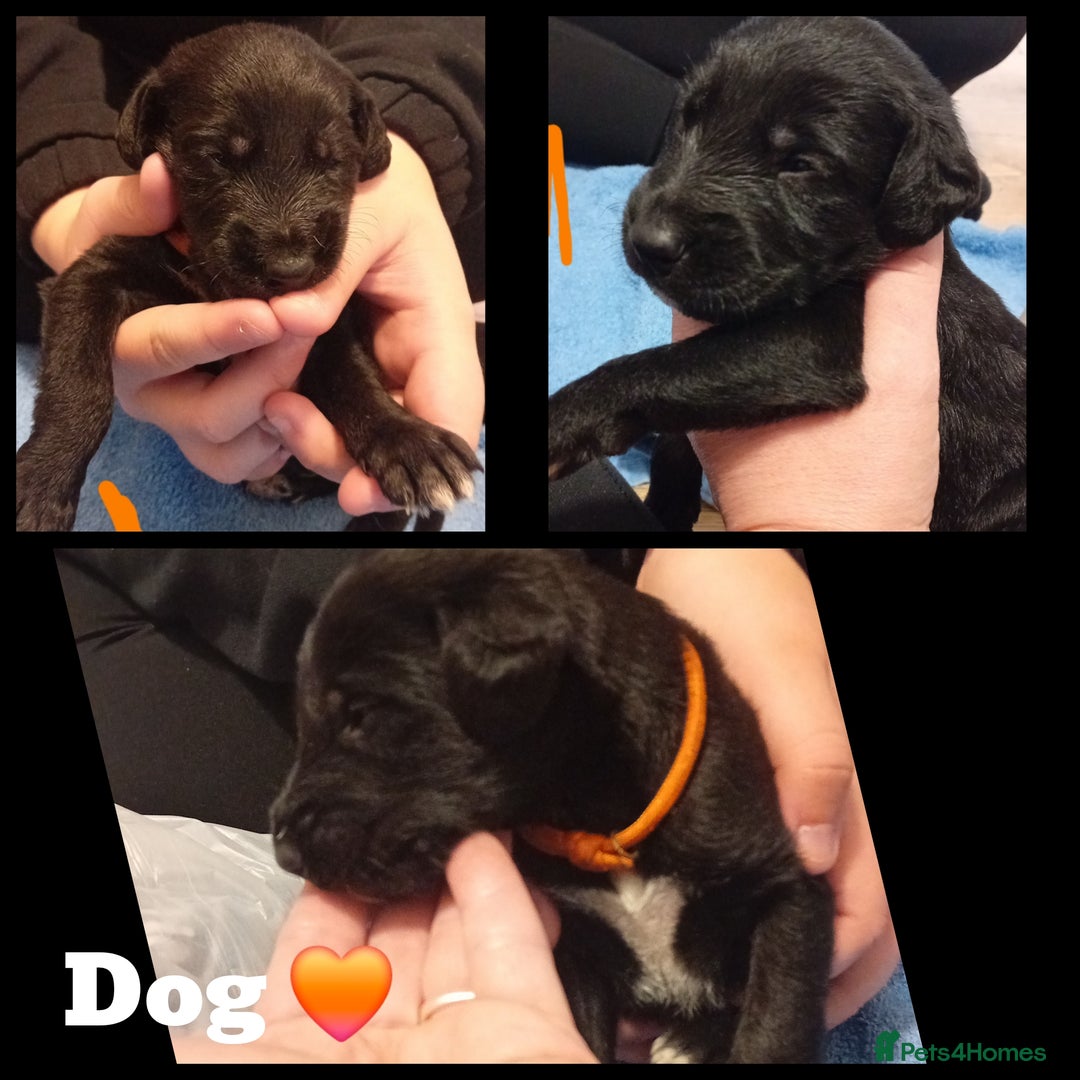 Mixed Breed dogs for sale: Greyhound x Bedlington terrior pups - Image 2