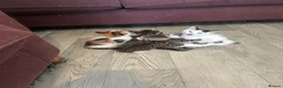 Mixed Breed cats for sale: beautiful mixed breed litter  in Cambridge - Advert 11