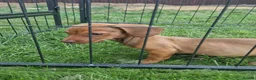Mixed Breed dogs for sale: READY NOWPatterjack x daxie 2boys 2Girl available  - Advert 8