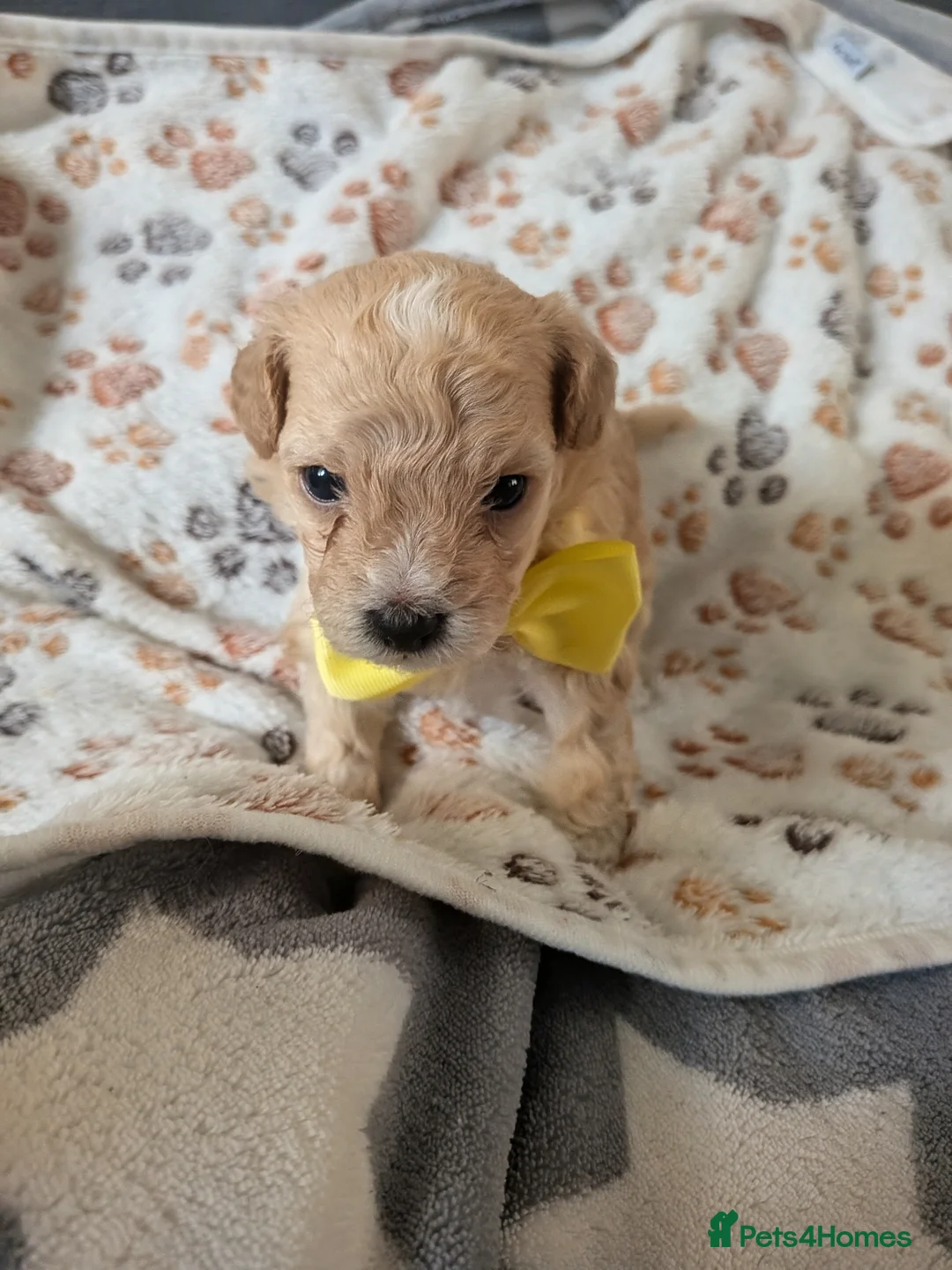 Maltipoo dogs for sale: Maltipoo - Advert 1