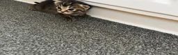Mixed Breed cats for sale: 3 lovely Kittens for sale - Advert 10