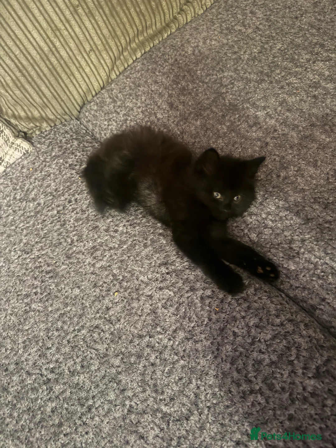 Mixed Breed cats for sale: Beautiful kittens - Advert 2