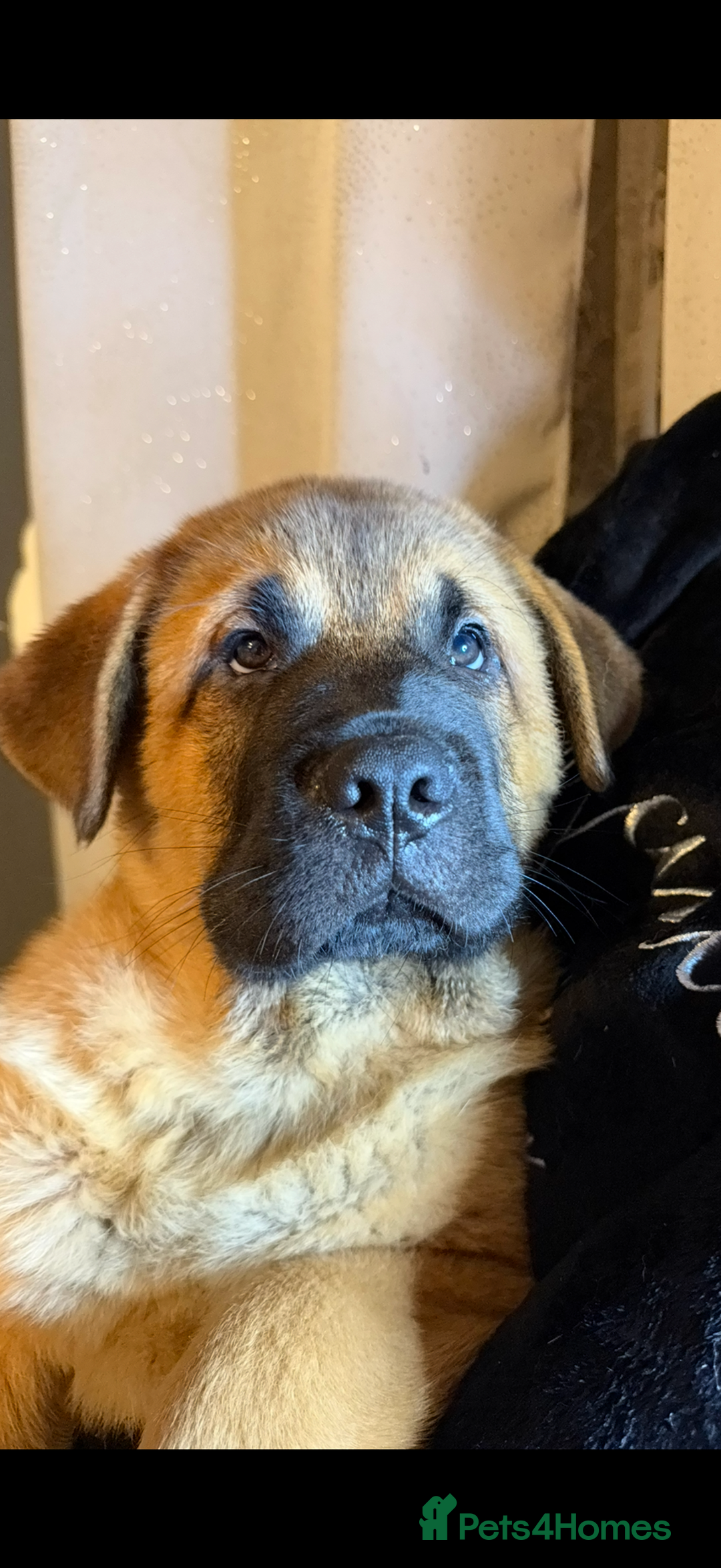 Mixed Breed dogs for sale: Beautiful chow x Newfoundland puppies - Advert 10