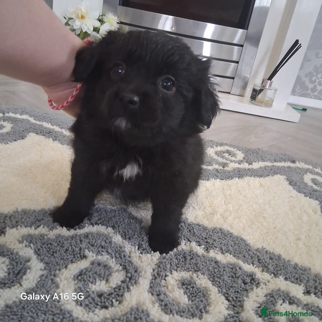 Pomeranian dogs for sale: 6 Pomeranian puppies  - Image 2