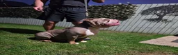 Olde English Bulldogge dogs for stud: 💥 WINSTON 💥 Spectacular Stud❗️❗️❗️ - Advert 4
