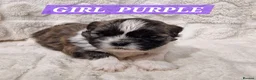 Shih Tzu dogs for sale: Pure bred shih tzu puppies in Cardiff - Advert 3