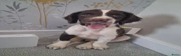 English Springer Spaniel dogs for sale: KC English Springer Spaniel in Airdrie - Advert 2