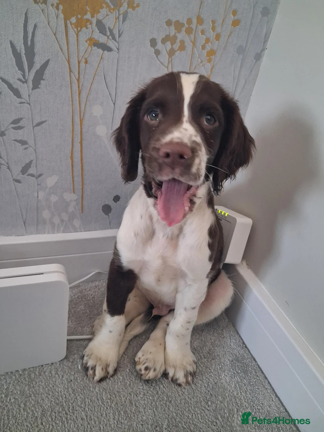 English Springer Spaniel dogs for sale: KC English Springer Spaniel in Airdrie - Advert 2