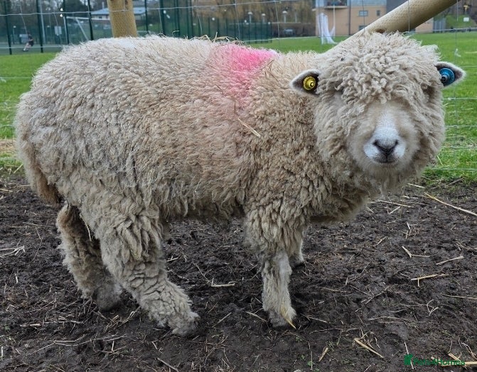 Sheep livestock Pedigree Ryelands in Macclesfield - Advert 6