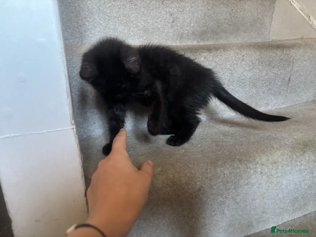 Mixed Breed cats for sale: Cute Boy Kitten in Dagenham - Advert 9