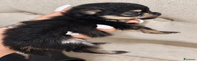 Pomeranian 5