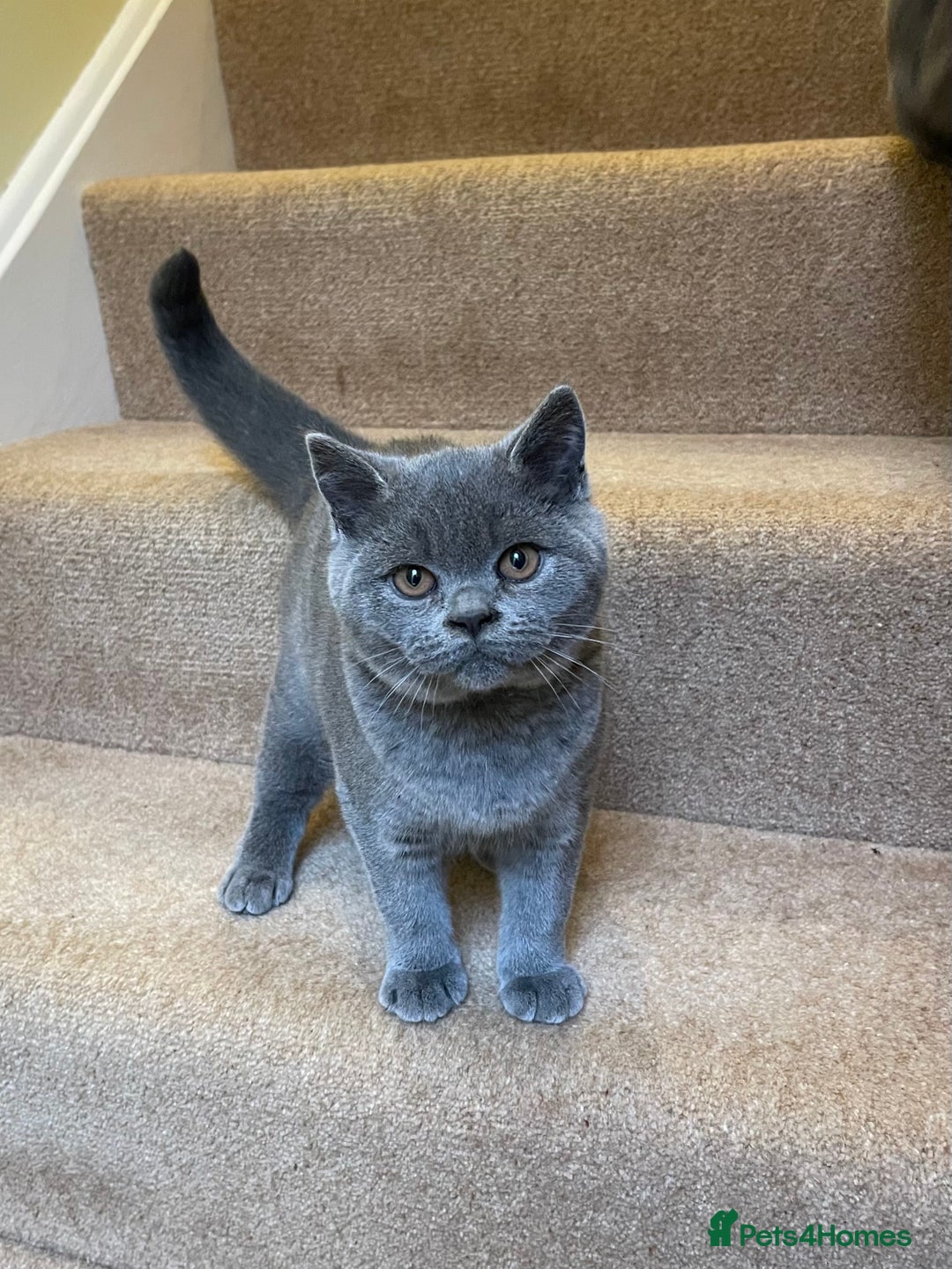 British Shorthair cats for sale: SOUTHWOLDKITS REY - Advert 3