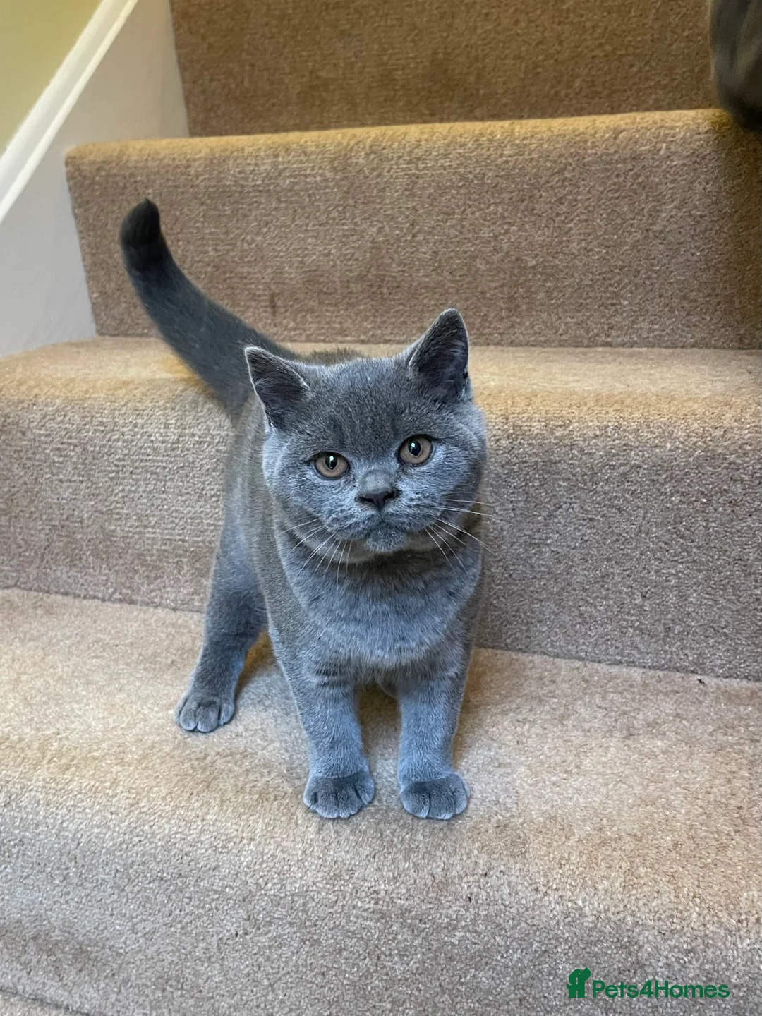 British Shorthair cats for sale: SOUTHWOLDKITS REY - Advert 3