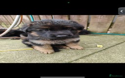 German Shepherd dogs for sale: GSD German shepherd puppies for sale  - Image 5