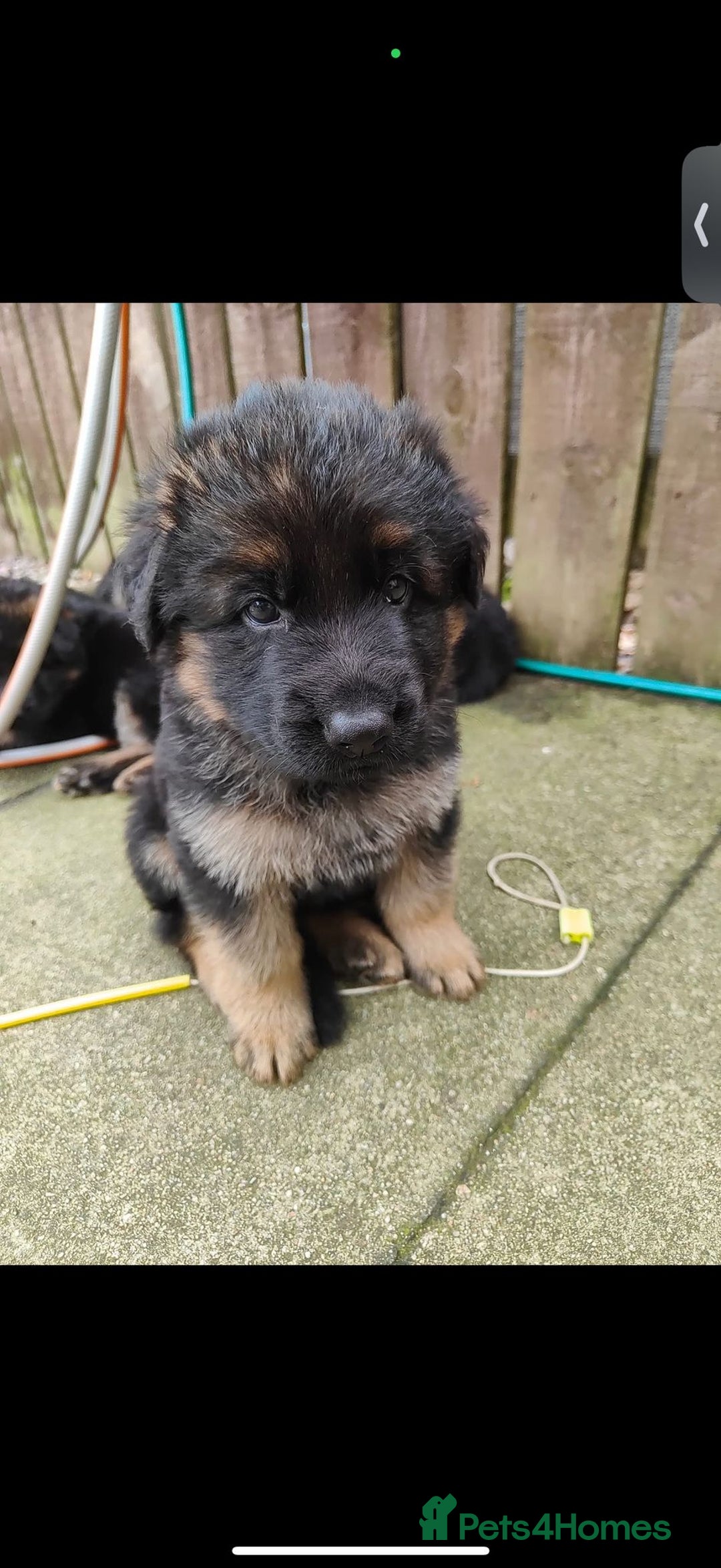 German Shepherd dogs for sale: GSD German shepherd puppies for sale  - Image 5