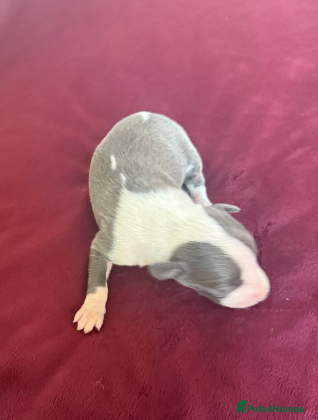 Whippet dogs for sale: 3 Stunning Whippet Boy's available  - Advert 27