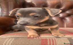 Jack Russell dogs for sale: Fantastic litter of miniature jr rare  colours  - Image 19