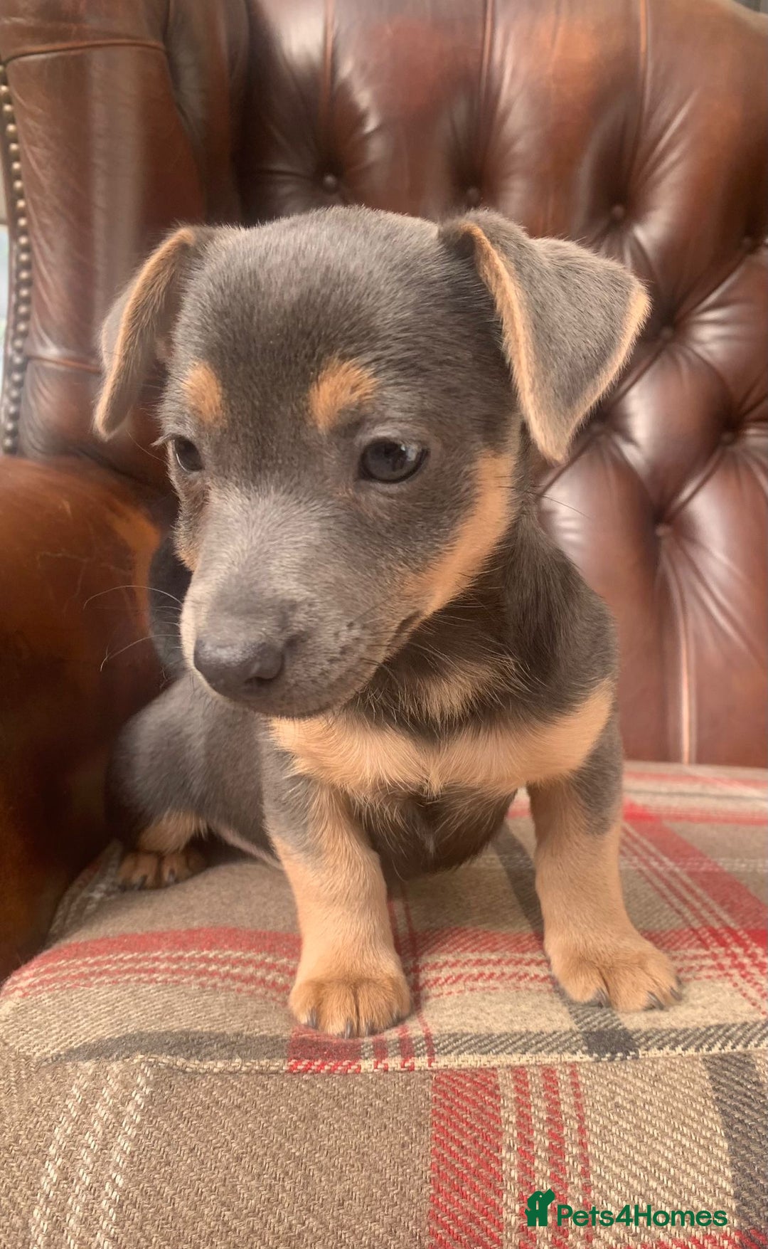 Jack Russell dogs for sale: Fantastic litter of miniature jr rare  colours  - Image 19