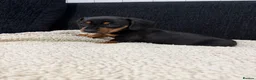 Miniature Dachshund dogs for sale: Miniature Dachshund Puppies - Advert 18