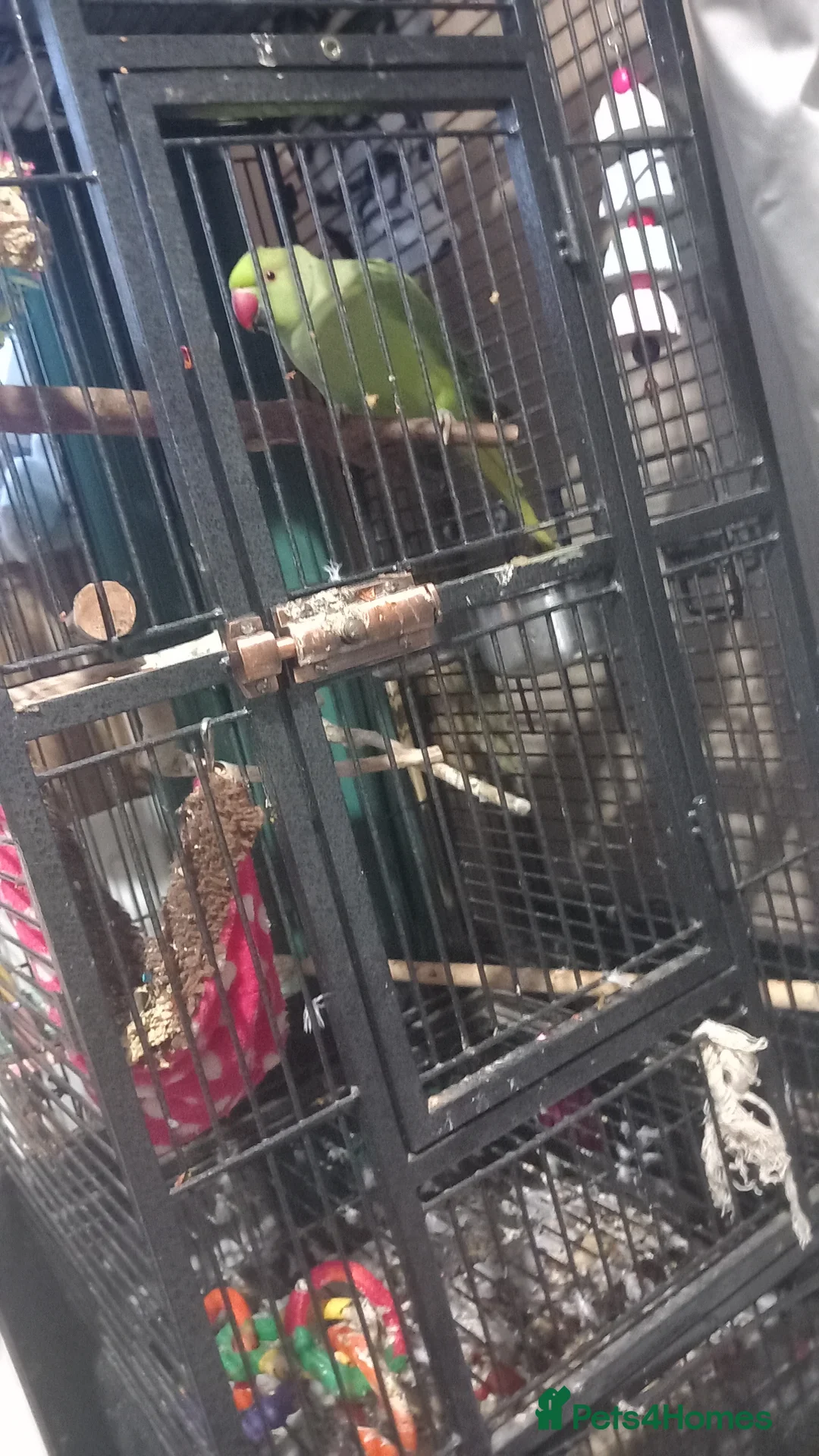 Parakeets birds for sale: Bonded pair of Ringnecks - Advert 1