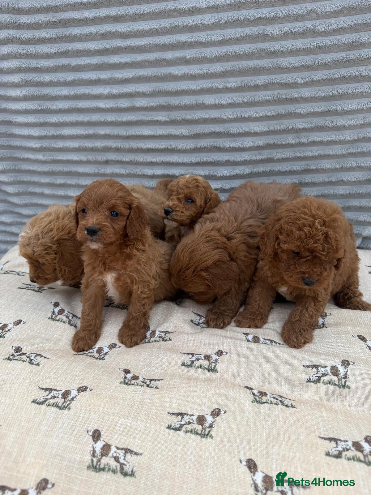 Cavapoo dogs Exceptional F1b Cavapoo Puppies, Health Tested | - Advert 1