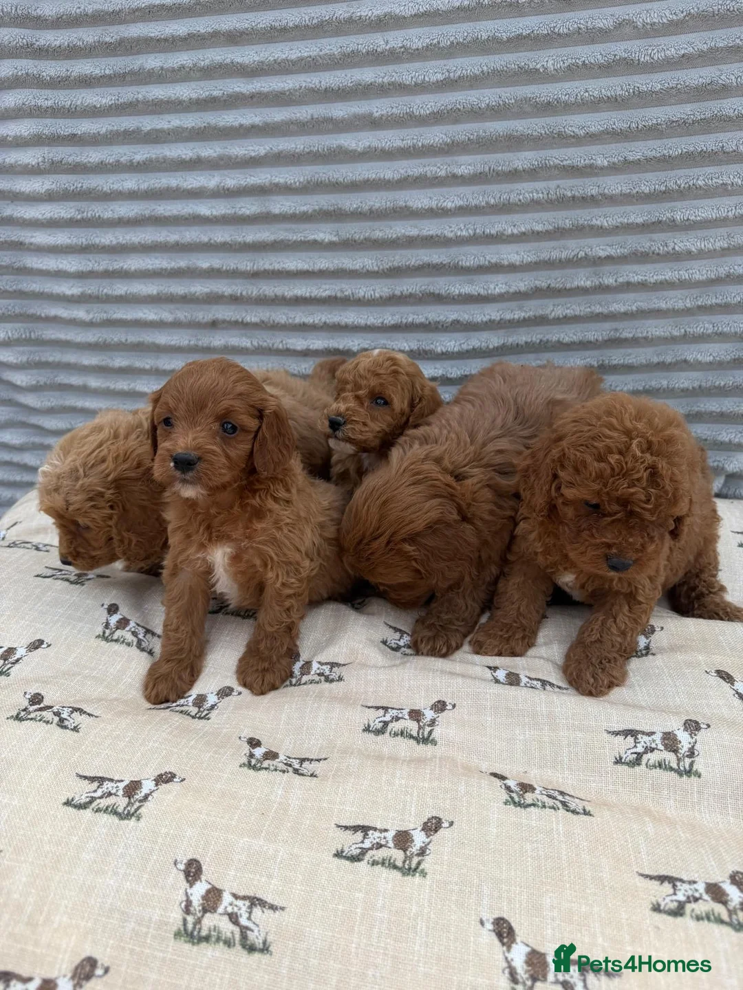 Cavapoo dogs for sale: Exceptional F1b Cavapoo Puppies, Health Tested | - Advert 1