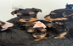 Yorkshire Terrier dogs for sale: Yorkshire Terrier Puppy 5 - 6 beautiful Yorkshire terriers  - Image 20