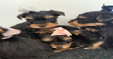 Yorkshire Terrier dogs - Advert 16