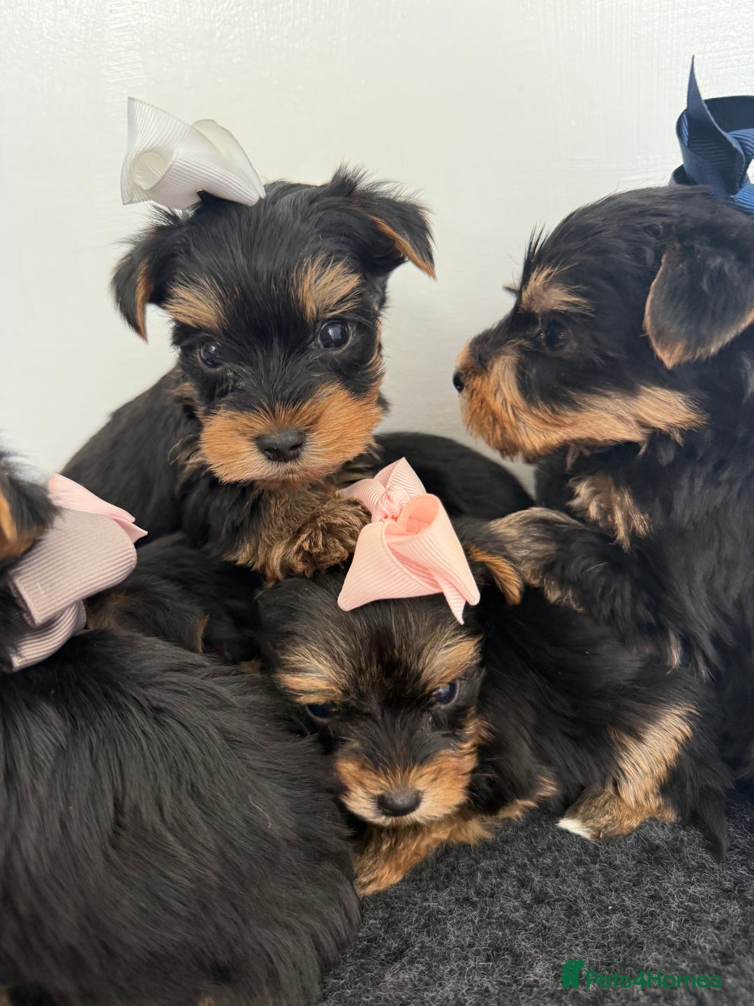 Yorkshire Terrier dogs for sale: Yorkshire Terrier Puppy 5 - 6 beautiful Yorkshire terriers  - Image 20