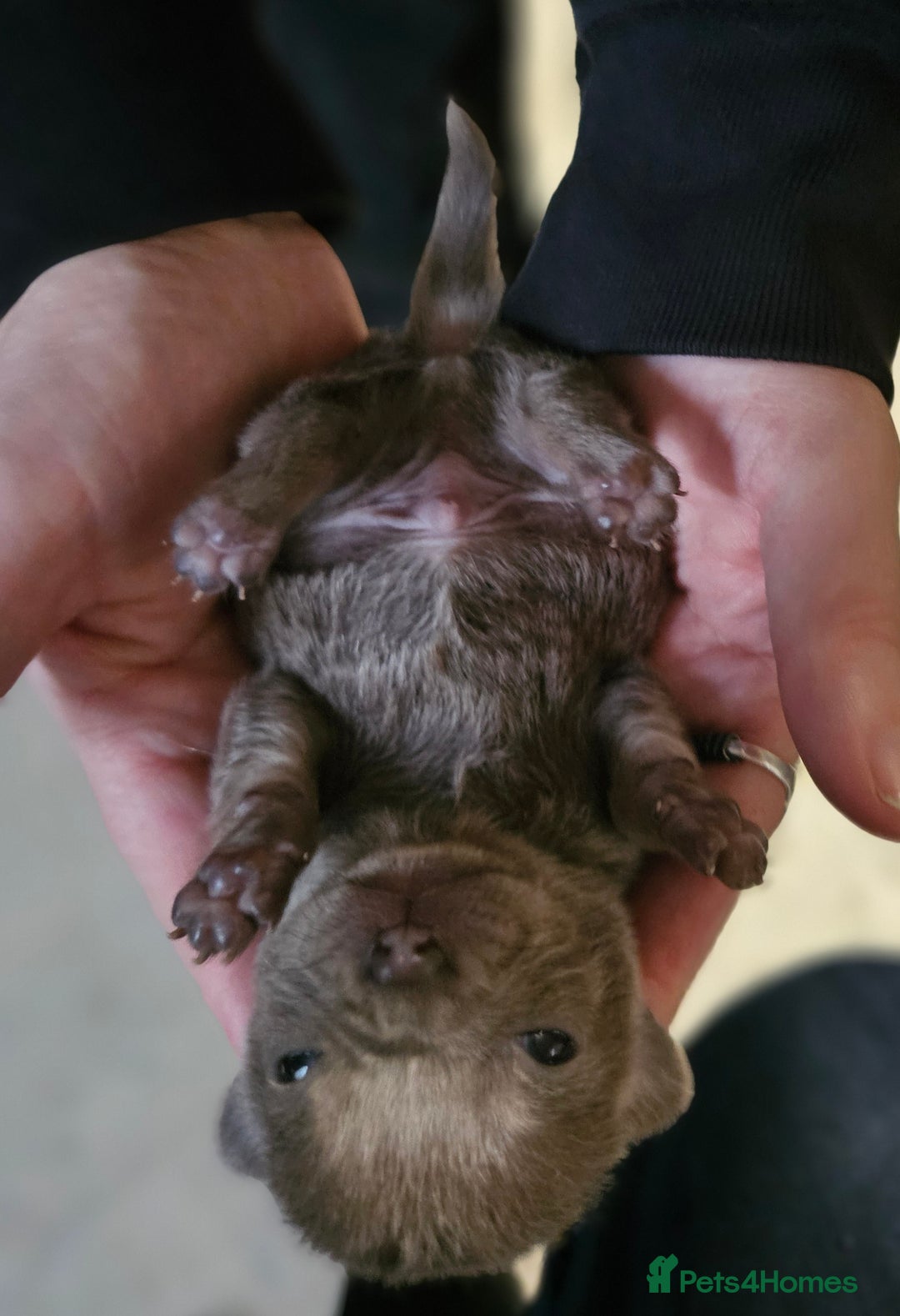 Chihuahua dogs for sale: KC REG Lilac chihuahua puppies - Image 4