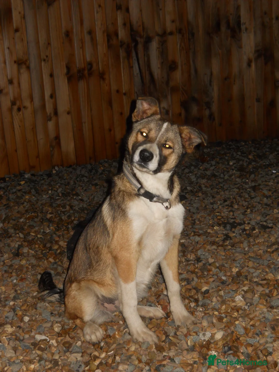 Border Collie dogs for sale: Border collie girl puppy - Advert 4