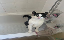 Domestic Shorthair cats for sale: Beautiful cats - Image 3