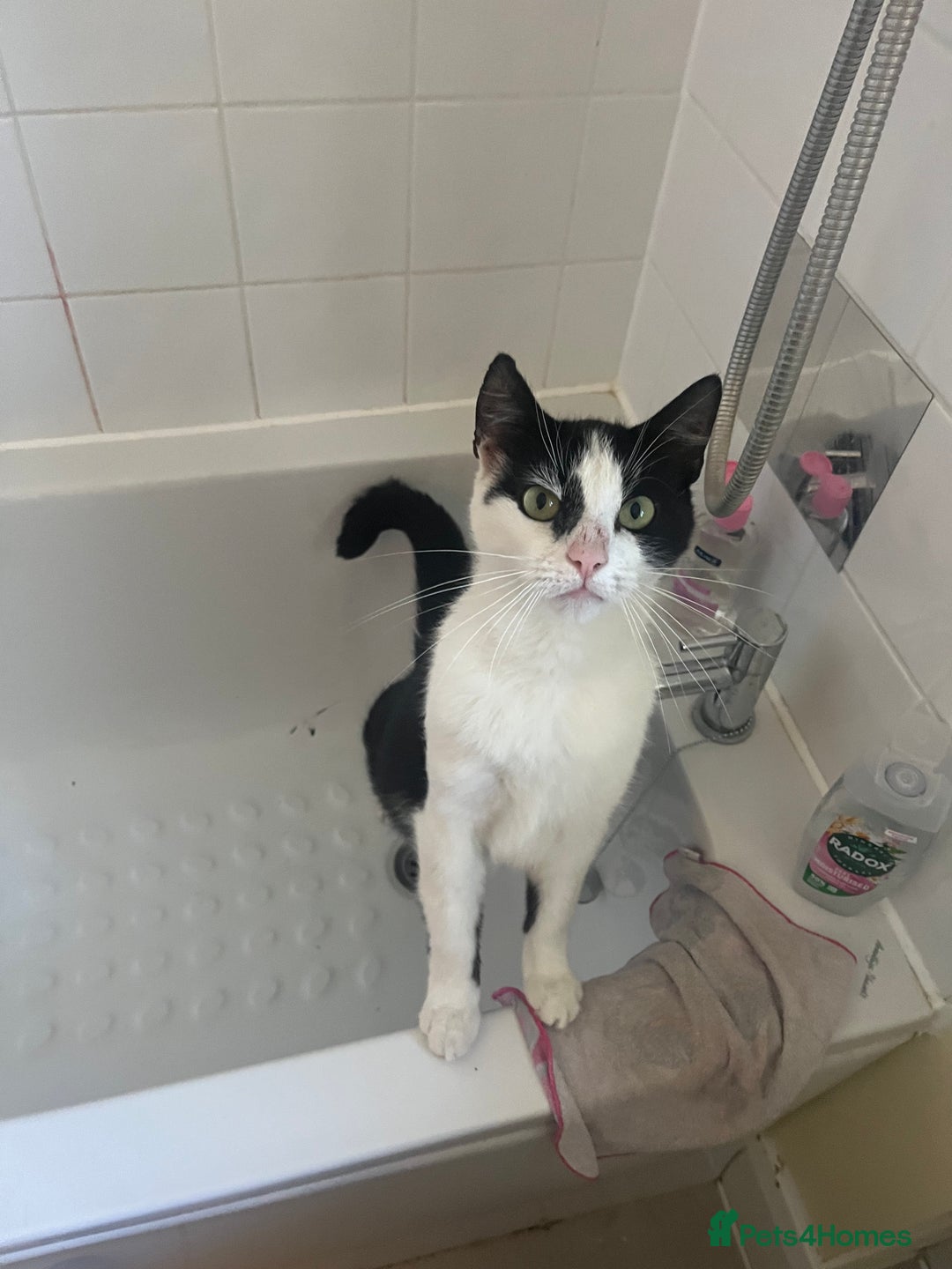 Domestic Shorthair cats for sale: Beautiful cats - Image 3