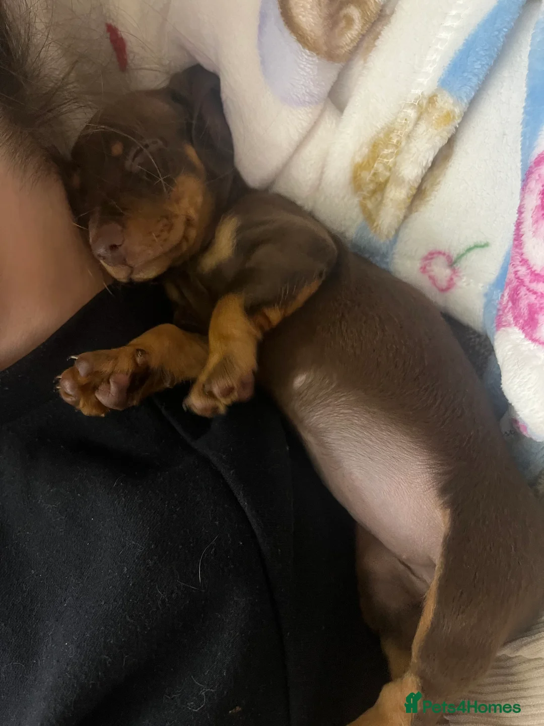 Dachshund dogs for sale: Little girl  - Advert 5