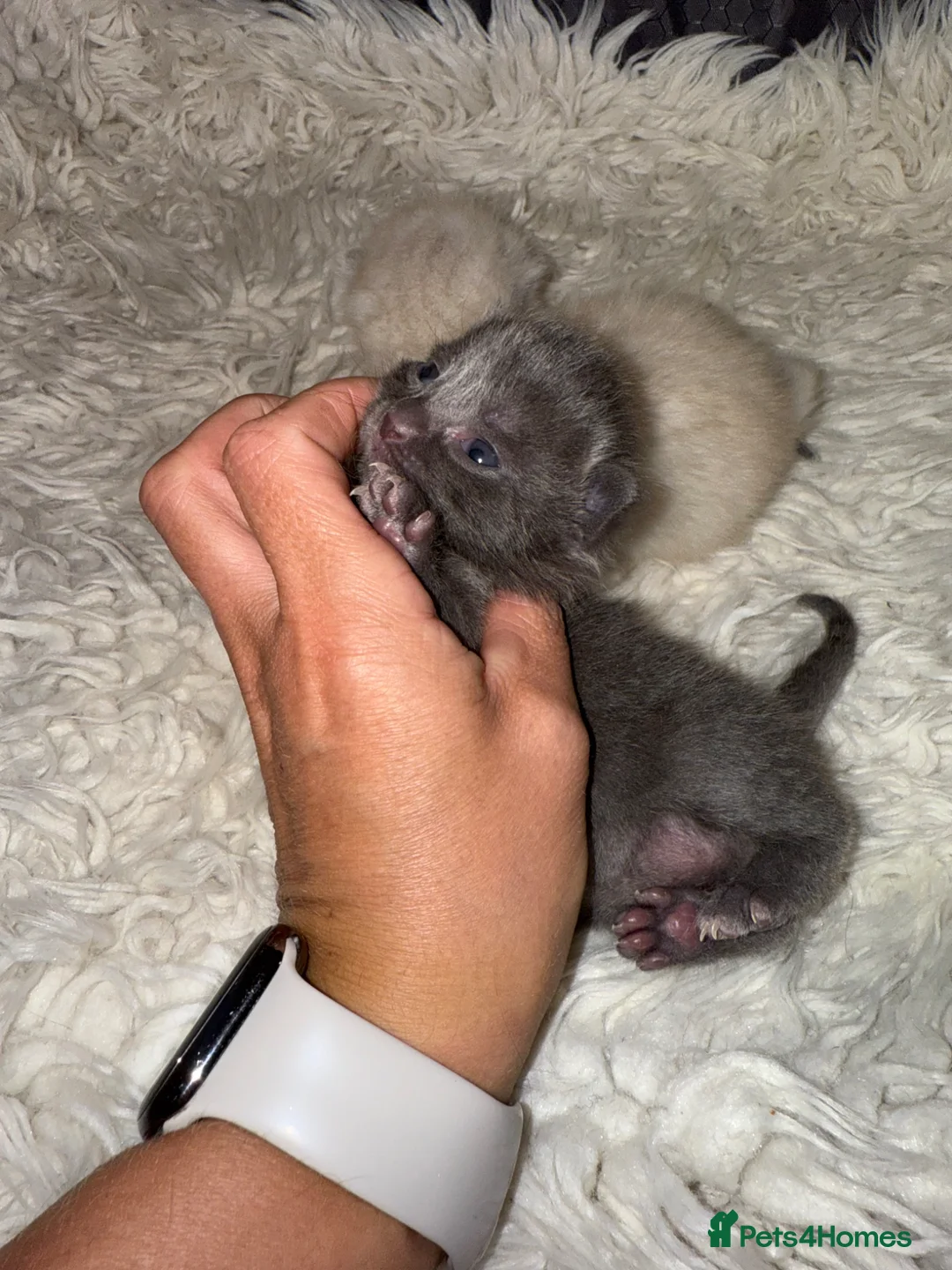 Mixed Breed cats for sale: Kittens  - Advert 6