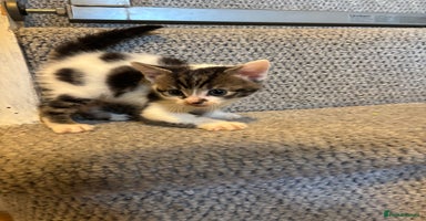 Mixed Breed cats - Advert 13