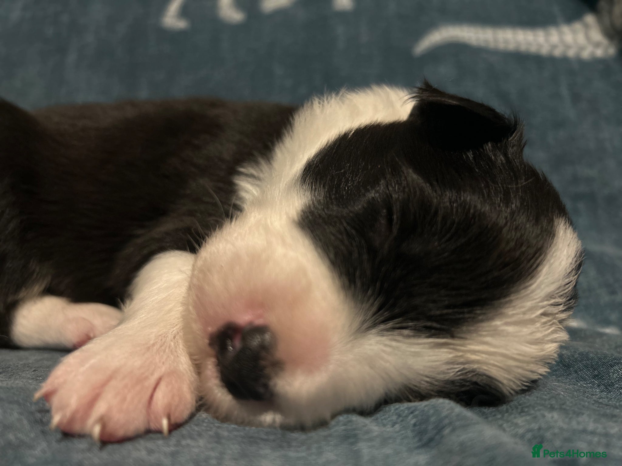 Border Collie dogs for sale: 1 health tested boy left - Advert 25