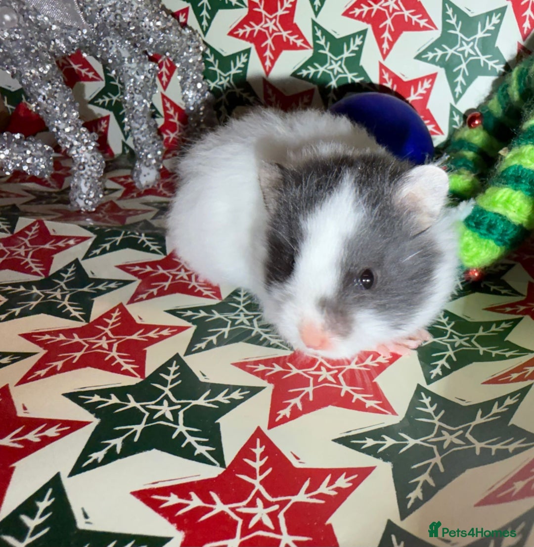 Hamster rodents for sale: Baby hamsters for sale - Advert 16