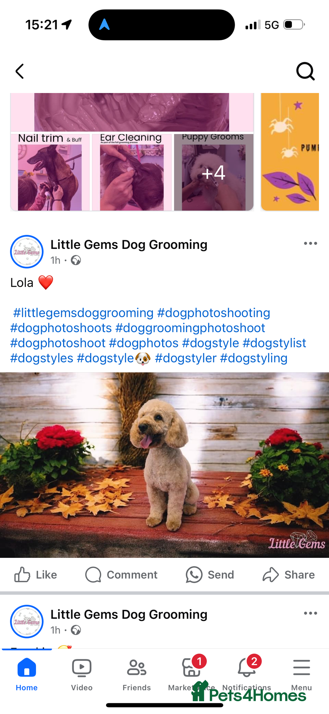 Mixed Breed dogs for sale: X1 beautiful red miniature left (boy)  - Image 13