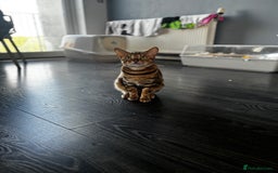 Bengal cats for sale: Nala the Bengal  - Image 2